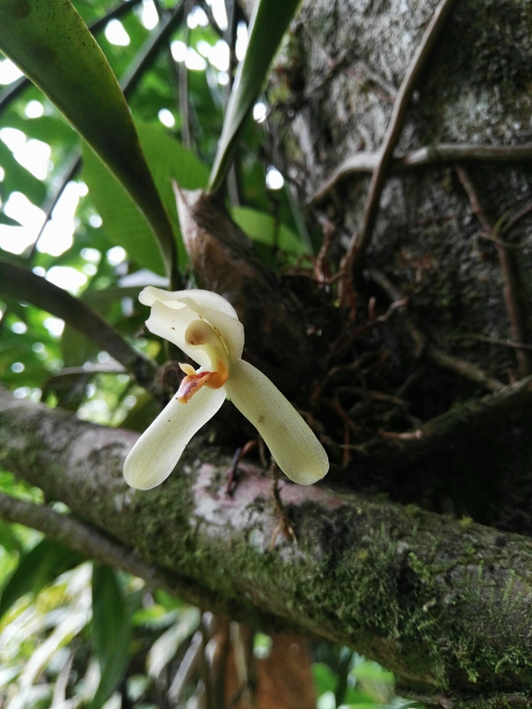 Maxillaria hedwigiae