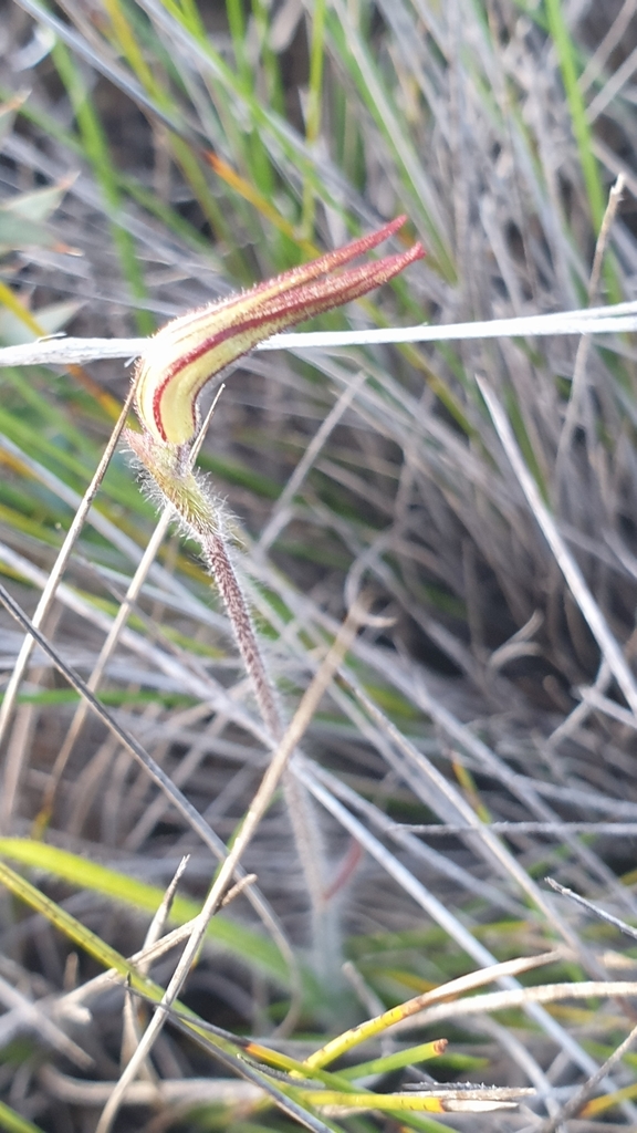 Caladenia bicalliata