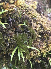 Hymenophyllum lanceolatum