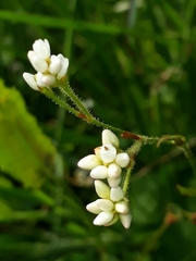 Persicaria strigosa