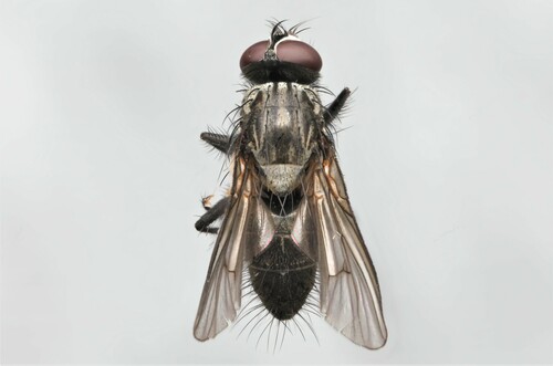 Helina setiventris