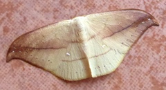 Tridrepana argentistriga