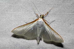 Palpita margaritacea