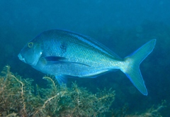 Nemadactylus valenciennesi