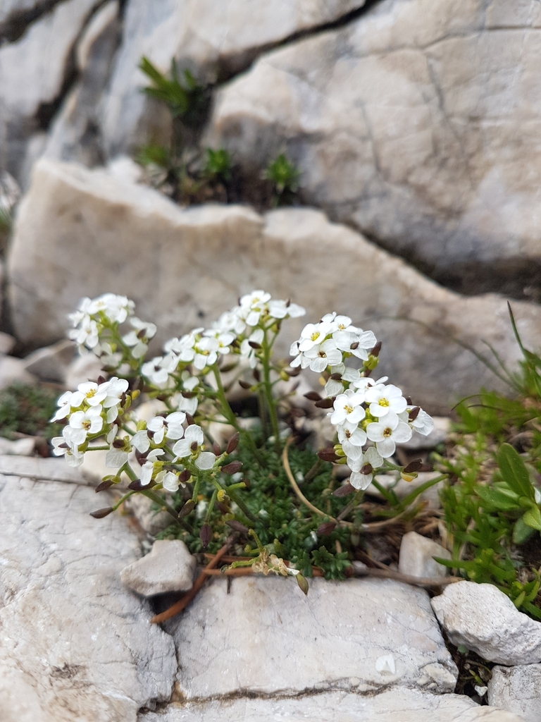 Chamois Cress
