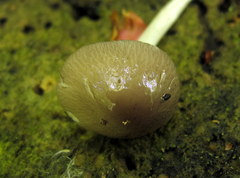 Bolbitius reticulatus