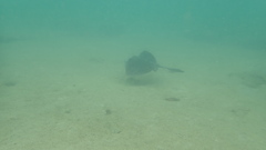 Rhinoptera steindachneri