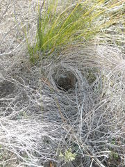 Saxicola torquatus