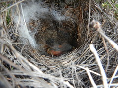 Saxicola torquatus