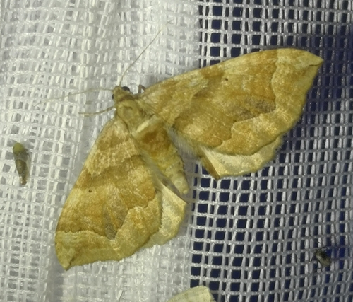 Pelurga comitata