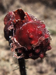 Pyura