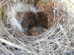 Saxicola torquatus