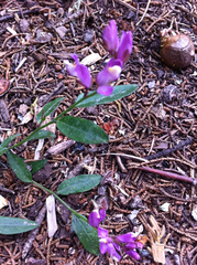 Rhinotropis californica