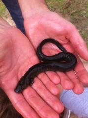 Siren intermedia