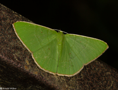 Ornithospila bipunctata