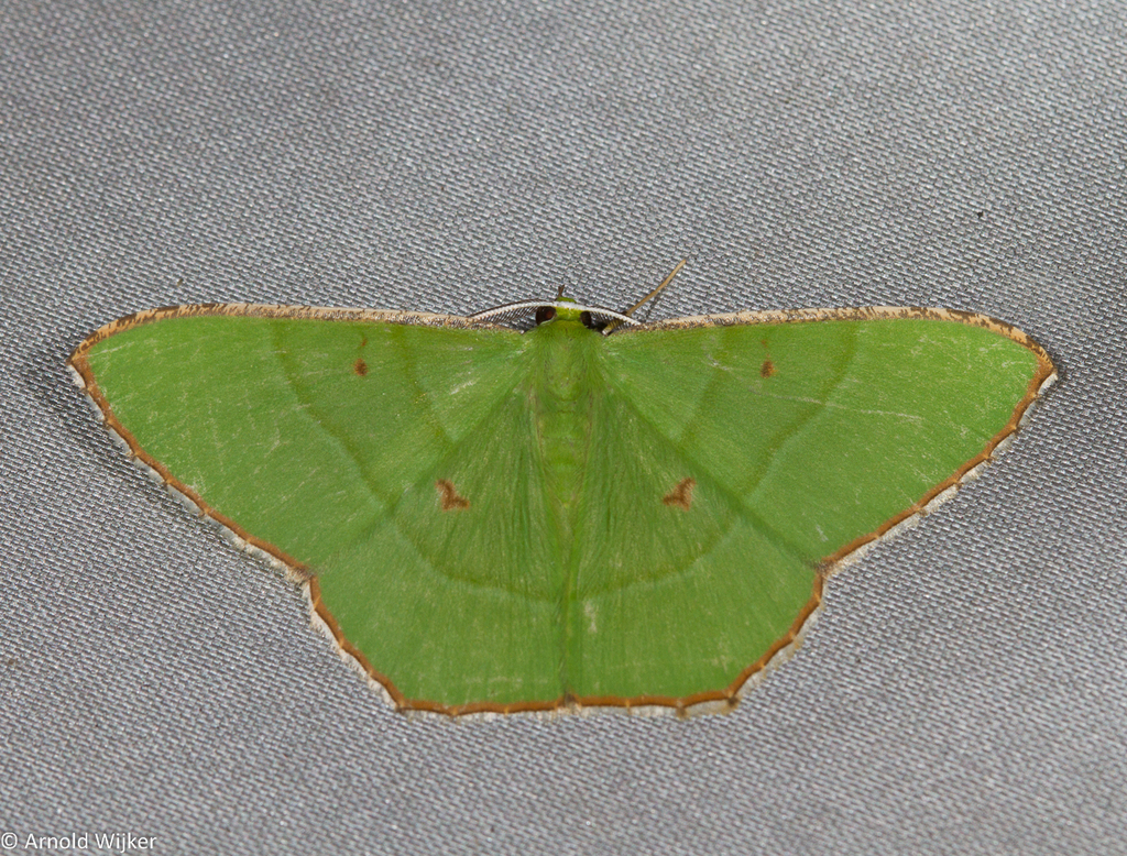 Ornithospila sundaensis