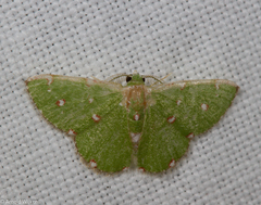Chlorochromodes dialitha