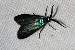Pollanisus apicalis