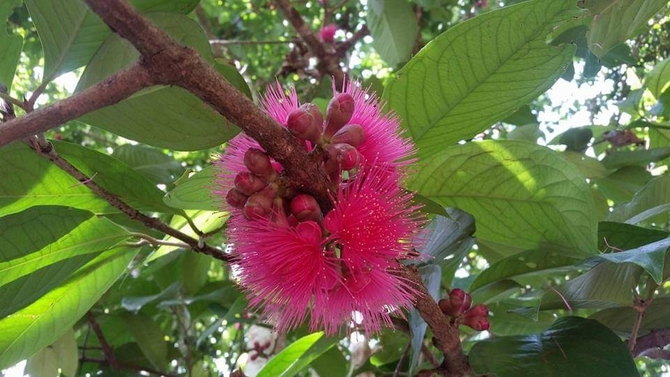 Syzygium malaccense, Port Moresby, Papua New Guinea