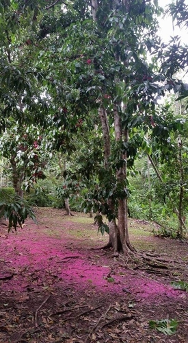 Syzygium malaccense - Leaves