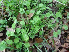 Pholistoma membranaceum