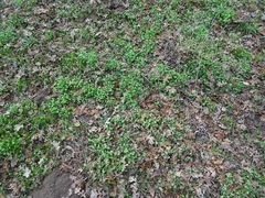 Pholistoma membranaceum