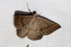 Nearcha tristificata