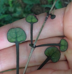 Coprosma spathulata
