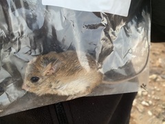 Pygmy Rock Mouse photo 2