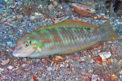 Blackear Wrasse photo 3