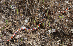 Lampropeltis zonata