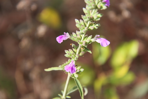 Anisomeles brevipilosa
