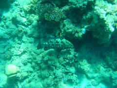 Epinephelus polyphekadion