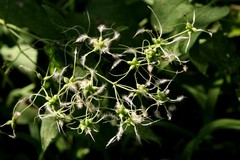Clematis recta