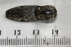 Cryptalaus prosectus