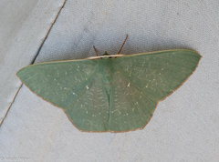 Orothalassodes floccosa