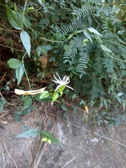 Jasminum nervosum