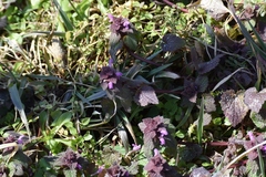 Lamium purpureum purpureum