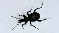 Cychrus caraboides