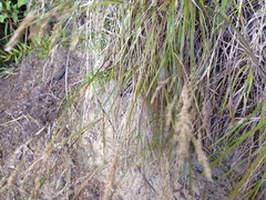 Poa anceps
