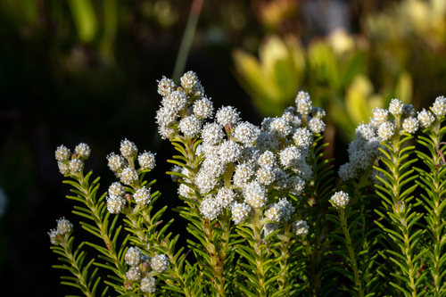 Berzelia dregeana (Berzelia dregeana)