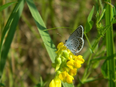 Plebejus argus