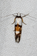 Coesyra hemiphragma