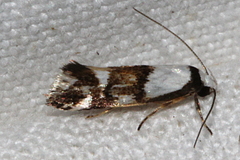Coesyra hemiphragma