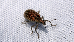 Polydrusus pilosus