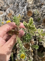 Asteriscus intermedius image