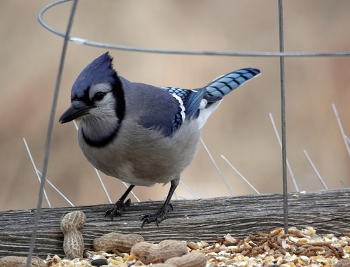 Blue Jay photographed in Nebraska