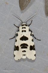 Clethrorasa pilcheri