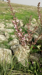 Salvia hierosolymitana