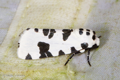 Clethrorasa pilcheri